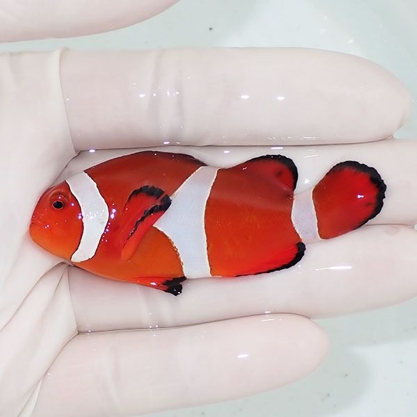 【現物1】カクレクマノミbig 7cm± ! wild 海水魚 カクレクマノミ(t111(t207