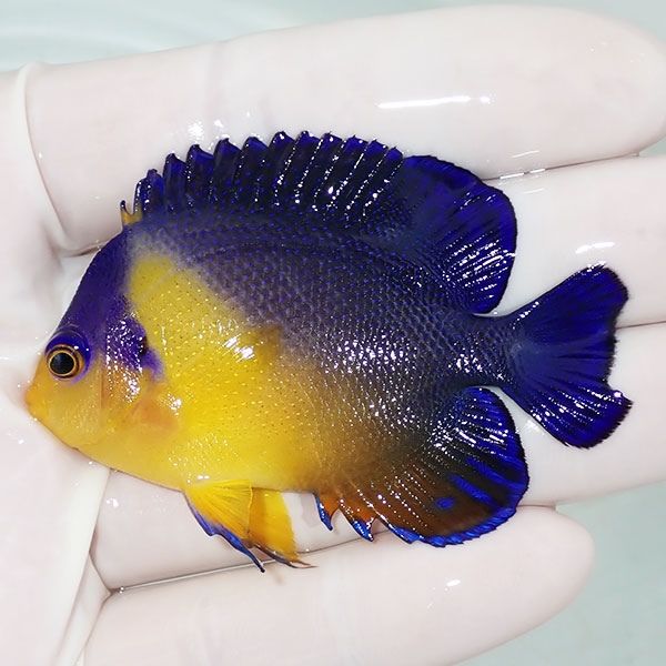 【現物21】粒エサOK 尾鰭欠けスミレヤッコ 6.5cm±! 海水魚 ヤッコ 15時...