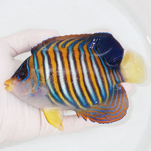 【現物1】ニシキヤッコbig 14.5cm±!海水魚 ヤッコ15時までのご注文で当...