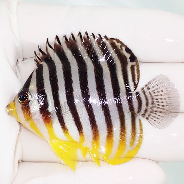 【現物21】sale シマヤッコ 5.5cm±! 海水魚 生体 15時までのご注文で当...