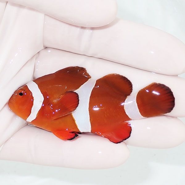 【現物2】カクレクマノミbig 7cm± ! wild 海水魚 カクレクマノミ(t111(t207