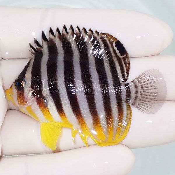 【現物22】sale シマヤッコ 5.5cm±! 海水魚 生体 15時までのご注文で当...