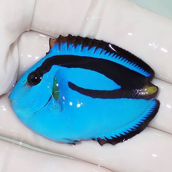 【現物2】ナンヨウハギハートテール 5cm±! 海水魚 ハギ !15時までのご注...