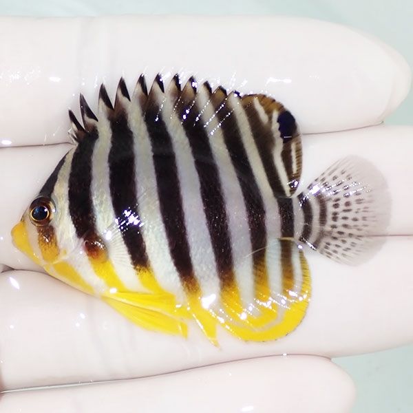 【現物23】sale シマヤッコ 5.5cm±! 海水魚 生体 15時までのご注文で当...