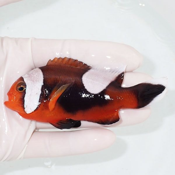 【現物1】トウアカクマノミ big 10cm± ! wild 海水魚 クマノミ(t111(t207