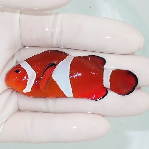 【現物3】カクレクマノミbig 7cm± ! wild 海水魚 カクレクマノミ(t111(t207