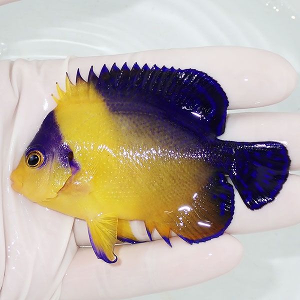 【現物23】スミレヤッコ 8.5cm±! 海水魚 ヤッコ 15時までのご注文で当日...