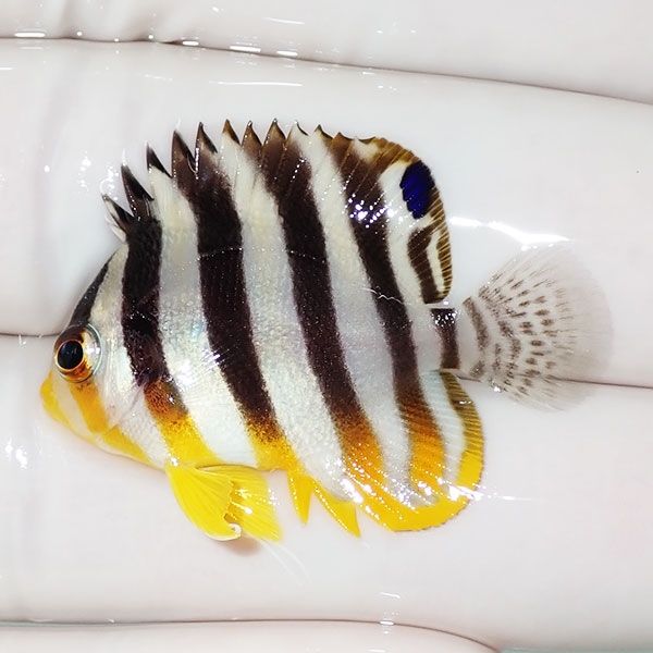 【現物27】sale シマヤッコ 3.5cm±! 海水魚 生体 15時までのご注文で当...