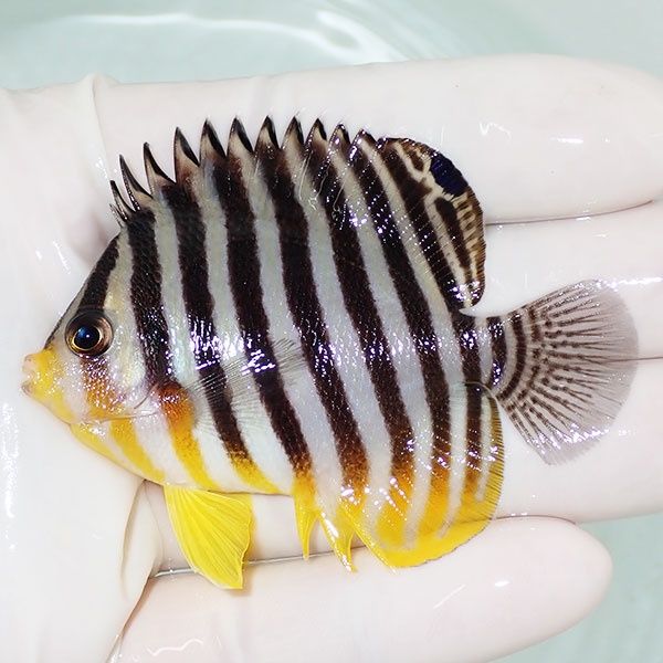 【現物29】sale シマヤッコ 6.5cm±! 海水魚 生体 15時までのご注文で当...