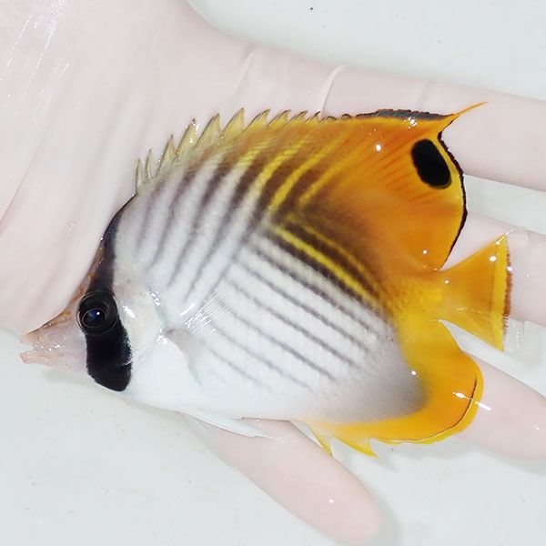 【現物4】トゲチョウbig 11cm±! 海水魚 チョウチョウウオ 15時までのご...