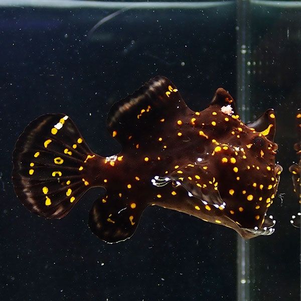 【現物11】クマドリカエルアンコウ 5cm! 海水魚 アンコウ 15時までのご...