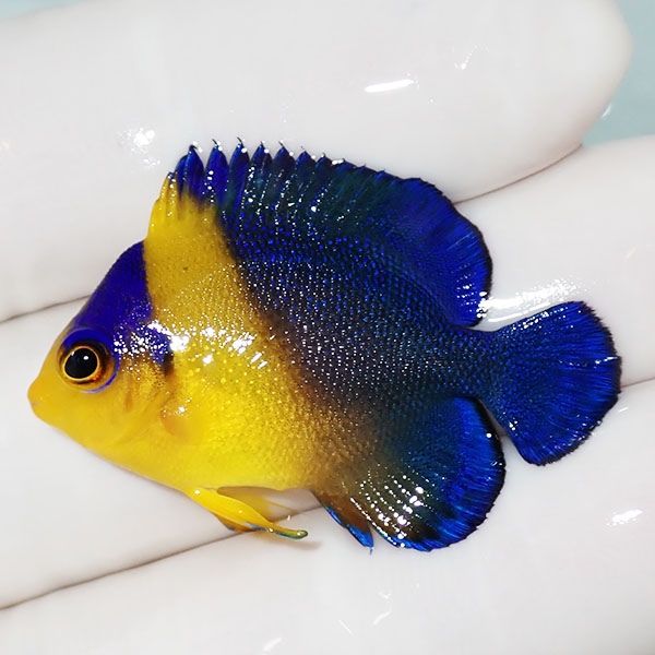 【現物3】スミレヤッコ 3.5cm±! 海水魚 ヤッコ 15時までのご注文で当日...