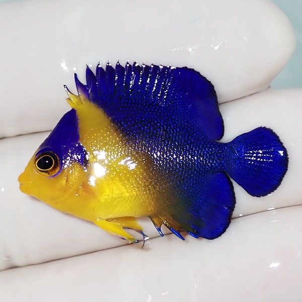 【現物4】スミレヤッコ 3.5cm±! 海水魚 ヤッコ 15時までのご注文で当日...