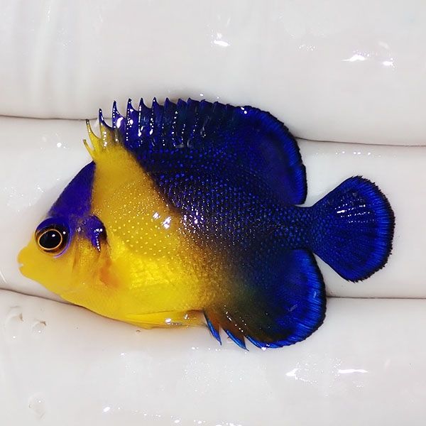 【現物1】スミレヤッコ 3.7cm±! 海水魚 ヤッコ 15時までのご注文で当日...