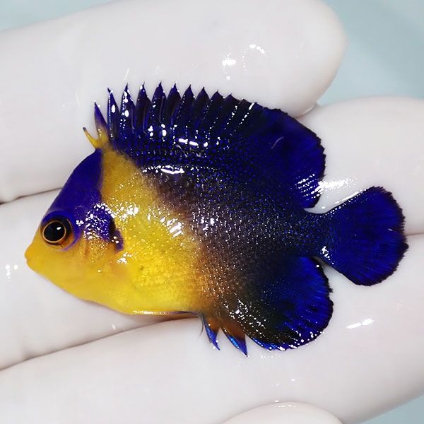 【現物5】スミレヤッコ 4cm±! 海水魚 ヤッコ 15時までのご注文で当日発...