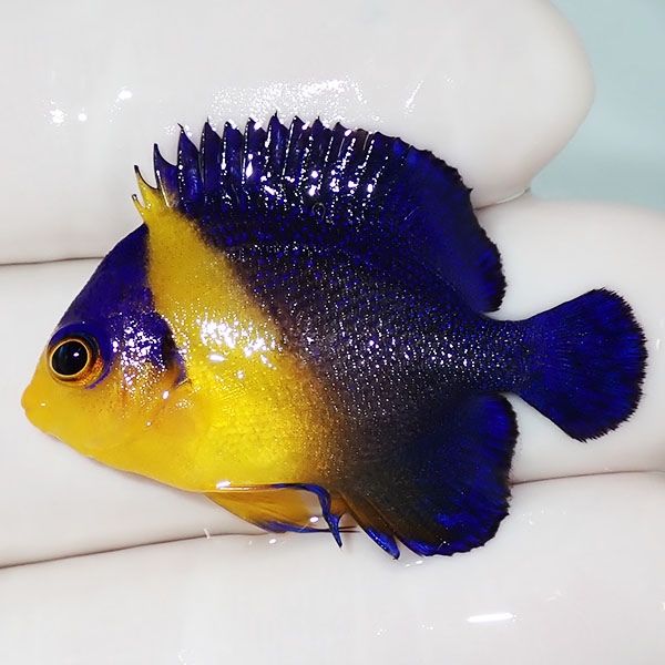 【現物2】スミレヤッコ 3.5cm±! 海水魚 ヤッコ 15時までのご注文で当日...