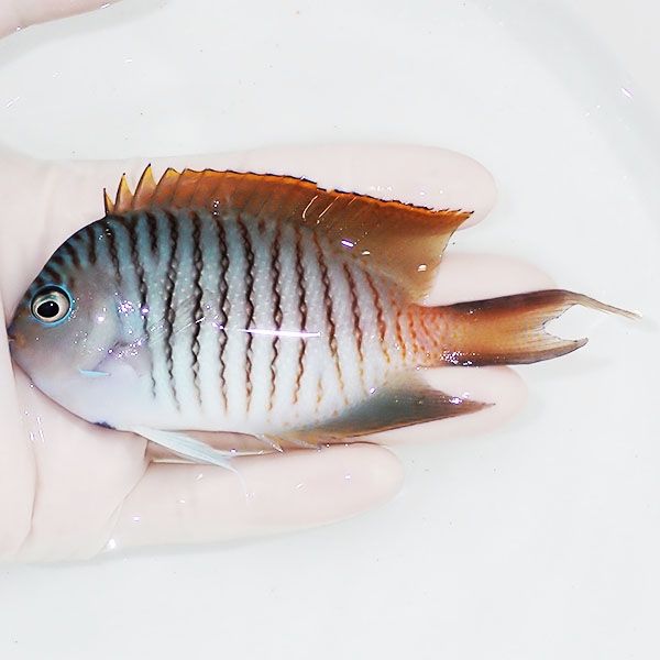 【現物1】 ヤイトヤッコ ♂ 11cm± ! 海水魚 ヤッコ 15時までのご注文で...