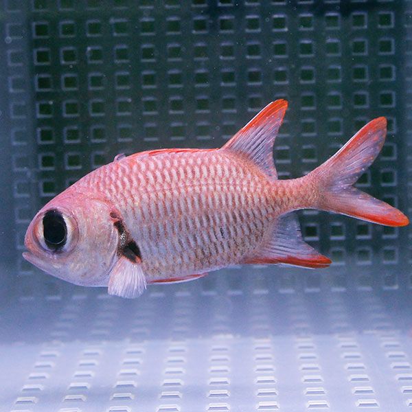 アカマツカサウオ 8-10cm±! 海水魚 15時までのご注文で当日発送(t116