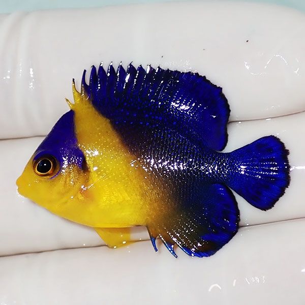 【現物7】スミレヤッコ 3.8cm±! 海水魚 ヤッコ 15時までのご注文で当日...