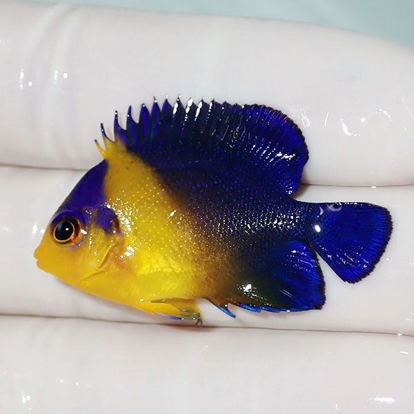 【現物9】スミレヤッコ 4cm±! 海水魚 ヤッコ 15時までのご注文で当日発...