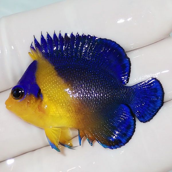 【現物8】スミレヤッコ 4cm±! 海水魚 ヤッコ 15時までのご注文で当日発...