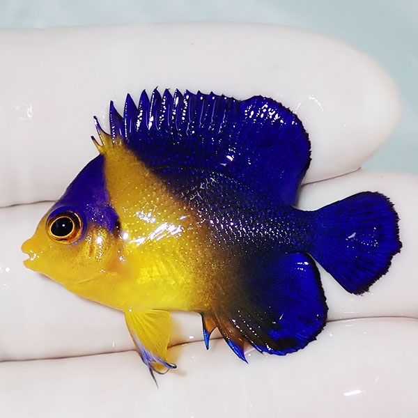 【現物6】スミレヤッコ 3.7cm±! 海水魚 ヤッコ 15時までのご注文で当日...