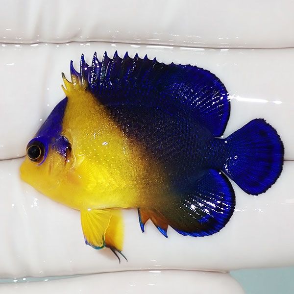 【現物13】スミレヤッコ 4cm±! 海水魚 ヤッコ 15時までのご注文で当日発...