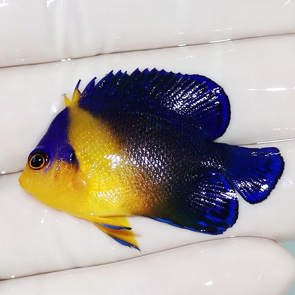 【現物14】スミレヤッコ 4.3cm±! 海水魚 ヤッコ 15時までのご注文で当日...