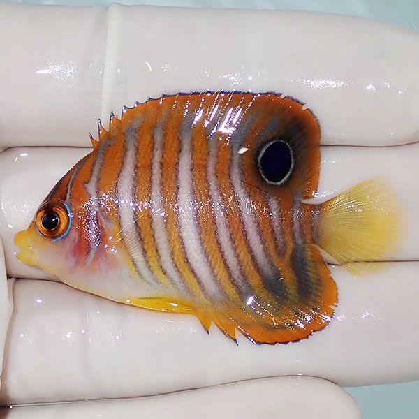 【現物1】ニシキヤッコ 5cm±!海水魚 ヤッコ15時までのご注文で当日発送(...