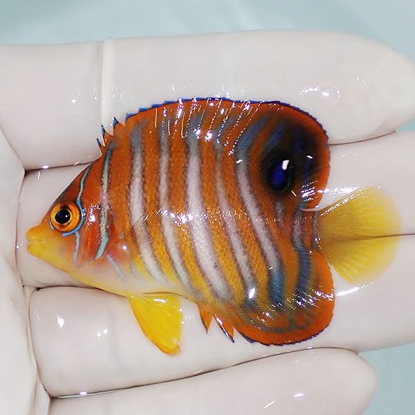 【現物2】ニシキヤッコ 5.5cm±!海水魚 ヤッコ15時までのご注文で当日発...