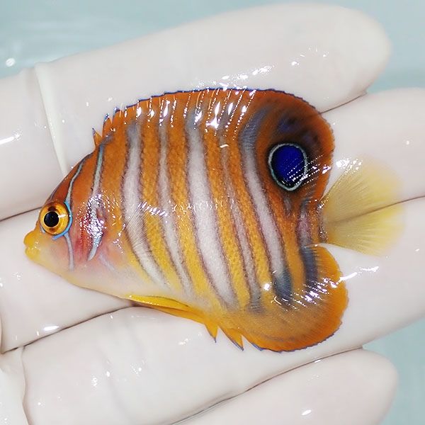 【現物3】ニシキヤッコ 5.5cm±!海水魚 ヤッコ15時までのご注文で当日発...