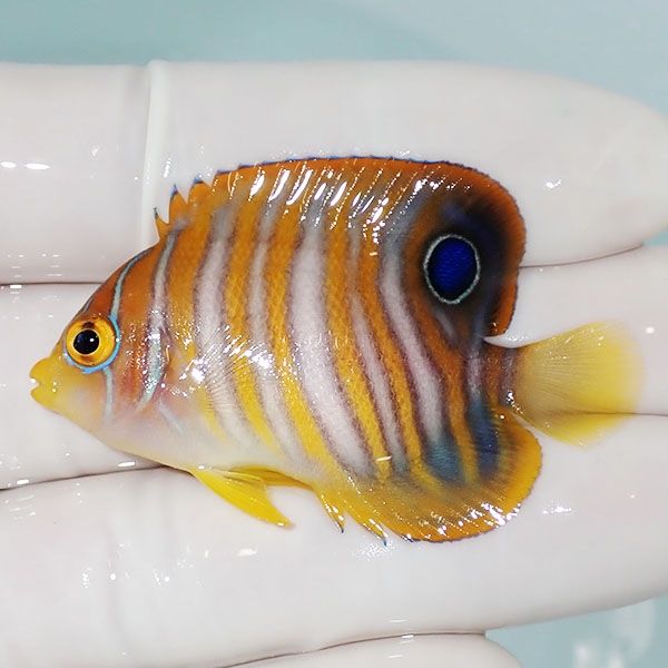 【現物4】ニシキヤッコ 5cm±!海水魚 ヤッコ15時までのご注文で当日発送(...