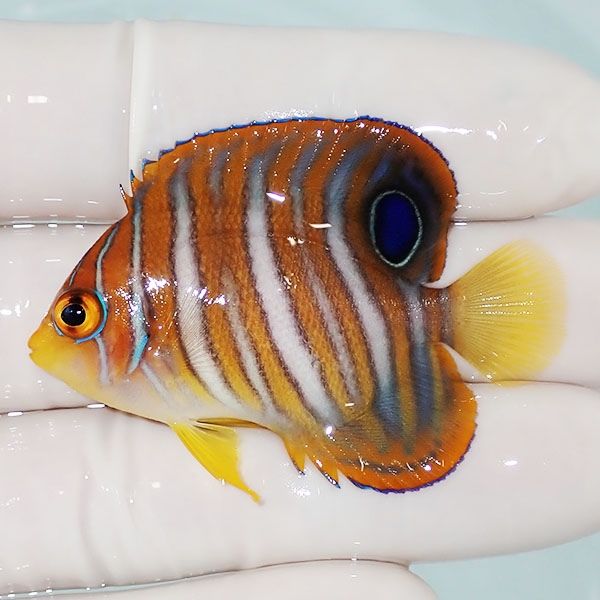 【現物5】ニシキヤッコ 5.5cm±!海水魚 ヤッコ15時までのご注文で当日発...