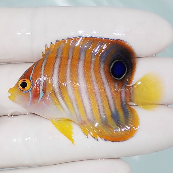 【現物7】ニシキヤッコ 5.5cm±!海水魚 ヤッコ15時までのご注文で当日発...