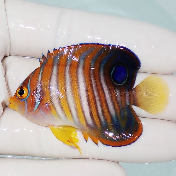 【現物8】ニシキヤッコ 5.8cm±!海水魚 ヤッコ15時までのご注文で当日発...