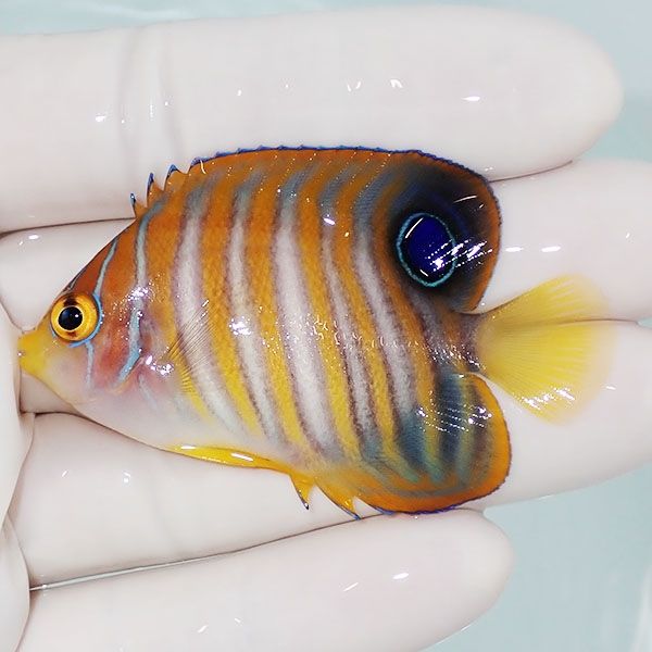 【現物12】ニシキヤッコ 6cm±!海水魚 ヤッコ15時までのご注文で当日発送...