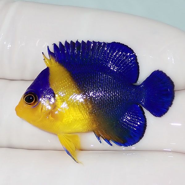 【現物10】スミレヤッコ 3.5cm±! 海水魚 ヤッコ 15時までのご注文で当日...