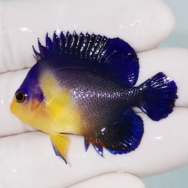 【現物11】スミレヤッコ 4.5cm±! 海水魚 ヤッコ 15時までのご注文で当日...