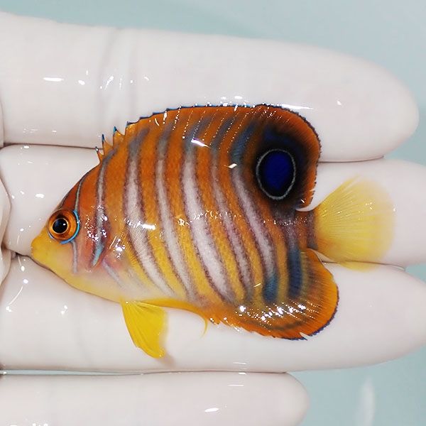 【現物13】ニシキヤッコ 5.5cm±!海水魚 ヤッコ15時までのご注文で当日発...