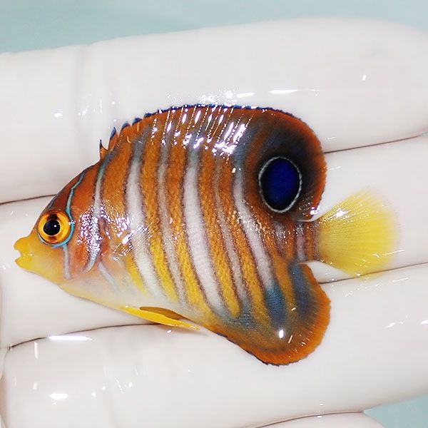 【現物14】ニシキヤッコ 4.5cm±!海水魚 ヤッコ15時までのご注文で当日発...