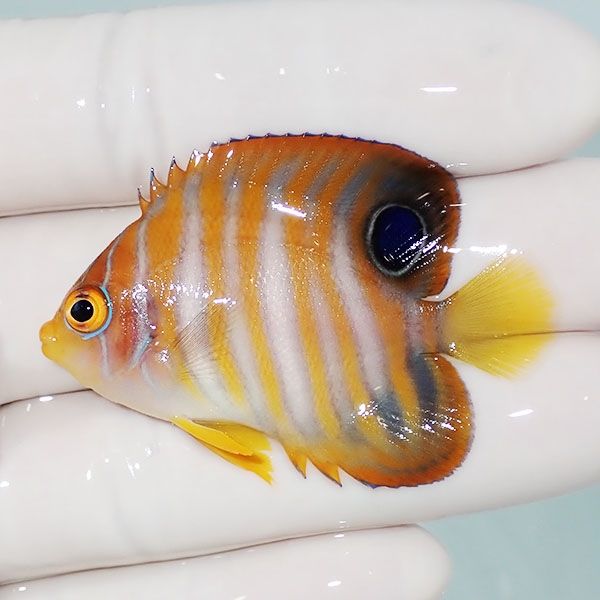 【現物15】ニシキヤッコ 5cm±!海水魚 ヤッコ15時までのご注文で当日発送...