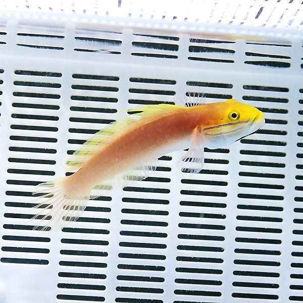 アカネハゼbig 8-10cm± 海水魚 ハゼ 15時までのご注文で当日発送(t121c