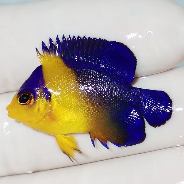 【現物18】スミレヤッコ 3.3cm±! 海水魚 ヤッコ 15時までのご注文で当日...