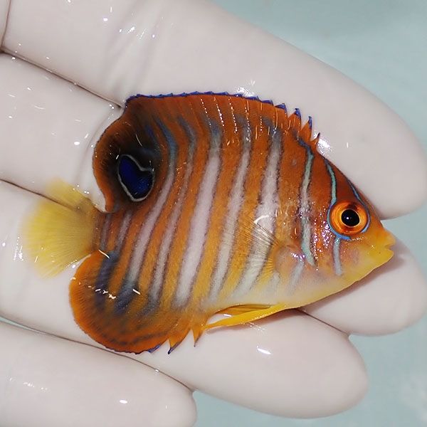 【現物19】ニシキヤッコ 5.5cm±!海水魚 ヤッコ15時までのご注文で当日発...