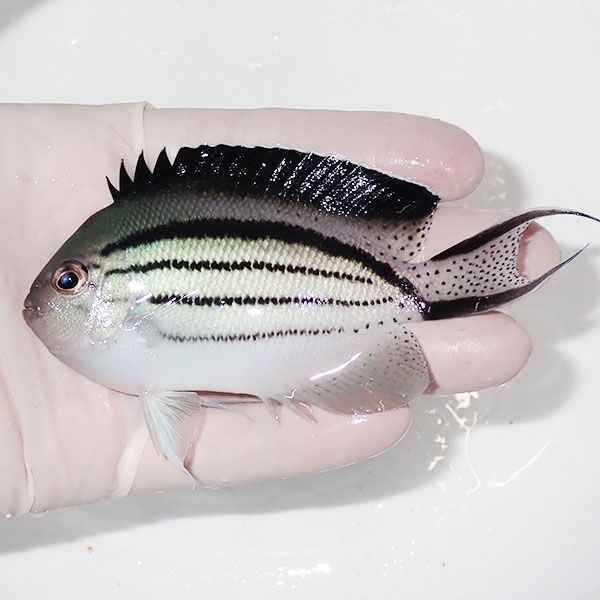 【現物1】タテジマヤッコ 10cm±! 海水魚 ヤッコ 15時までのご注文で当日...