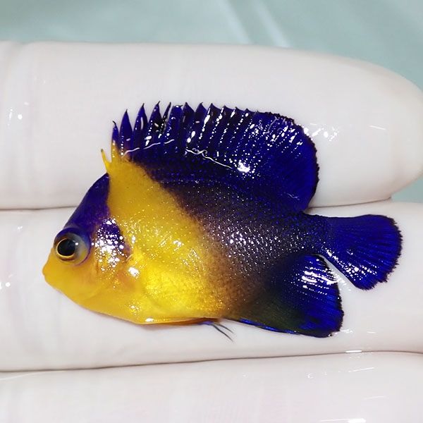 【現物7】スミレヤッコ 3.8cm±! 海水魚 ヤッコ 15時までのご注文で当日...