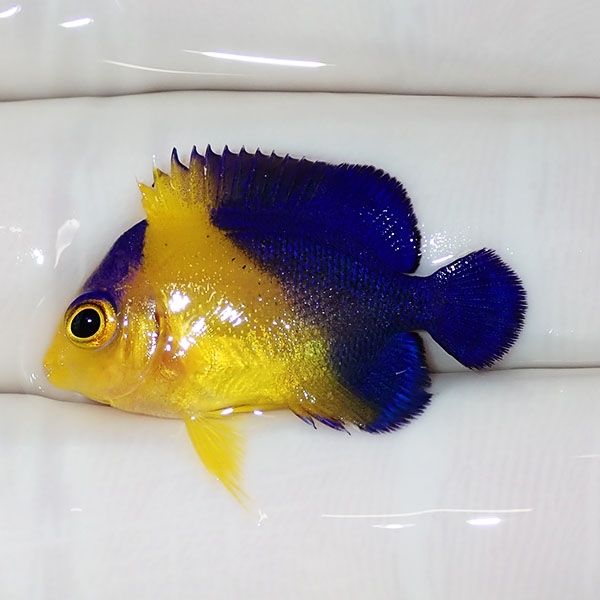 【現物9】スミレヤッコ 2.7cm±! 海水魚 ヤッコ 15時までのご注文で当日...