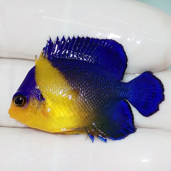 【現物8】スミレヤッコ 3.7cm±! 海水魚 ヤッコ 15時までのご注文で当日...