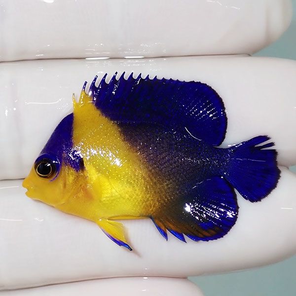 【現物3】ヒレかけ スミレヤッコ 3.8cm±! 海水魚 ヤッコ 15時までのご注...