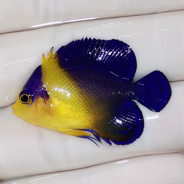 【現物4】スミレヤッコ 3.8cm±! 海水魚 ヤッコ 15時までのご注文で当日...